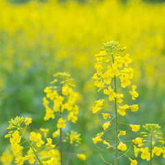  Beautiful yellow Canola flower with soft background