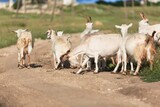 Fototapeta Zwierzęta - Mature adult goat, walking side ways. On natural background.