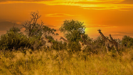 Wall Mural - Giraffe in front Amboseli national park Kenya masai mara.(Giraffa reticulata) sunset.