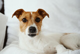 Fototapeta Zwierzęta - Dog lying at bed and looking at camera. Pet resting at home. Jack Russell terrier relaxing