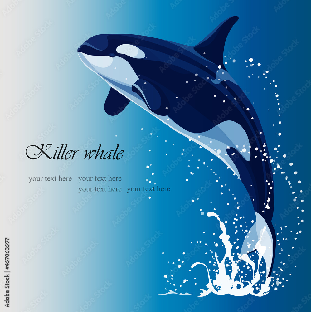 vector drawing of a killer whale jumping out of the water Stock Vector |  Adobe Stock, image size:997x1000