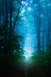 Calm romantic light in foggy forest. Halloween spooky place