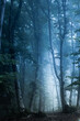 Really dark and creepy foggy forest with blue light in it. Horro Halloween location