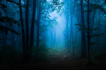 Really dark and creepy foggy forest with blue light in it. Horro Halloween location