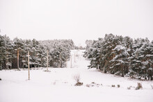 Electricity Poles Among Snowy Trees In Winter Forest