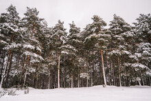 Coniferous Trees Covered With Snow In Winter Forest