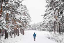 Woman In Warm Outerwear Walking In Snowy Forest In Daylight