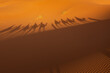 Cienie wielbłądów na piasku pustyni, Sahara, Maroko