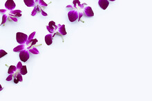 Beautiful Purple Orchid Flowers On White Background.