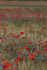 Sticker - barley field with poppies