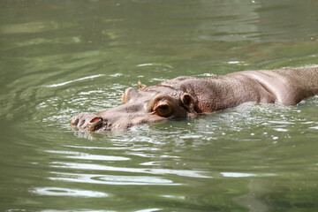 Wall Mural - Big hippopotamus swimming in pond at zoo