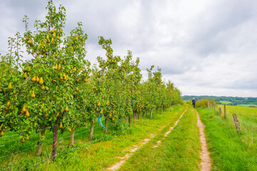 Wall Mural - Pear trees in an orchard in a green grassy meadow in bright sunlight in summer, Voeren, Limburg, Belgium, September, 2021