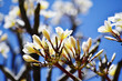 Closeup shot of white plumeria alba flowers against the blue sky
