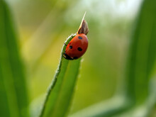 Ladybug Crawls On A Thorn