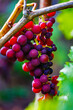 Bunches of red grapes hang on a shrub with green foliage. Natural product for the manufacture of ruby wine. Background.