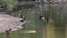 A Flock Of Brown Ducks Swimming In The Lake