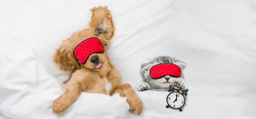Poster - Cozy English Cocker Spaniel puppy and tiny kitten wearing sleeping masks sleep together on a bed at home.  Kitten holds alarm clock. Top down view. Empty space for text