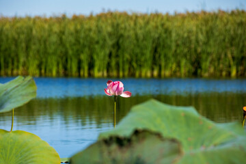 Poster - lotus flowers