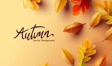 Golden Autumn Fall Background With Of Seasonal Leaves. Vector Illustration.