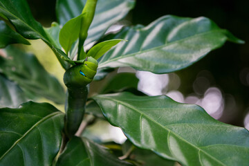 Canvas Print - Well camouflaged Oleander Hawk oth Caterpillar feeding on a plant with green glossy leaves.