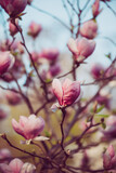 Fototapeta Kwiaty - Magnolia spring flowers