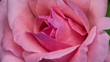 Blooming Rose Flower Closeup. Timelapse Of Pink Rose Opening.