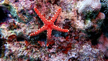 Red And White Starfish On Coral Reef Photo