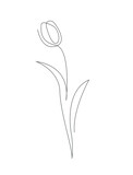 Fototapeta Tulipany - Minimalist Botanical Drawing. Tulip One Line Illustration.