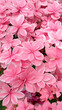 Defocused close up pink flower Bigleaf Hydrangea,or macrophylla,in garden.Outdoor floriculture concept of cottagecore.Planting hobby,vertical natural bush banner,blurred.Background design card, cover