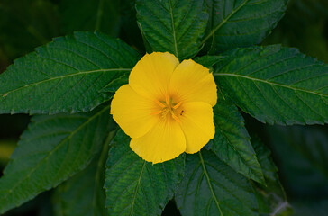 Canvas Print - Closeup shot of a yellow Damiana in a garde