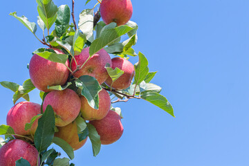 Wall Mural - Branch of a honeycrisp apple tree filled with apples on a bright blue sky