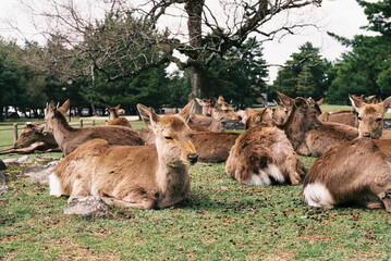 Canvas Print - Herd of deers in the natural park