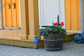 A close up on a red flower growing in a wooden bucket supported with two metal rings located next to the entrance to an old wooden house decorated with pillars and tiled floor seen on a sunny day