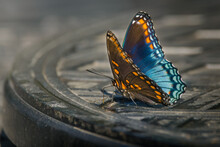 A Red-spotted Purple Butterfly On The Lazy Susan Of A Patio Table 