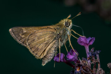 Wall Mural - Close-up of a skipper butterfly on purple flowers of butterfly bush