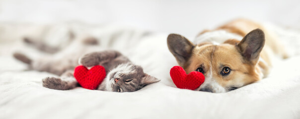 couple of friends a striped cat and a corgi dog puppy are lying on a white bed with knitted red hearts