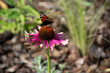 A european peacock butterfly pollinating the echinacea green twister flower in a garden.