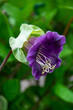 Mexican ivy or cup-and-saucer vine (Cobaea scandens) – a violet flower on the autumn garden.