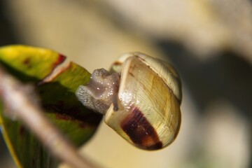 Wall Mural - close up of a snail