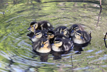 Baby Duckies In Water