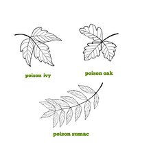 Set Of Hand Drawn Illustrations Of Poisonous Plants Leaves Leaves, Poison Ivy, Poison Sumac And Poison Oak.