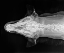 X-ray Of The Skull Of A Large Dog, View From Above. Black And White Photo, Isolated On Black
