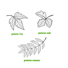 Poisonous Plants Leaves - Poison Ivy, Poison Sumac And Poison Oak Set Of Hand Drawn Illustrations In Line Work Style.