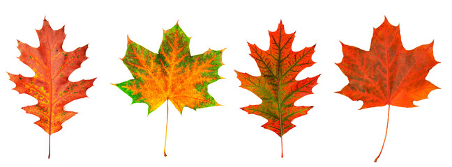 Canvas Print - Set autumn leaves isolated on white background