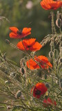 Fototapeta Krajobraz - red poppy flower