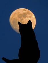 Back View Of A Black Cat Silhouette Looking To A Full Moon At Blue Background