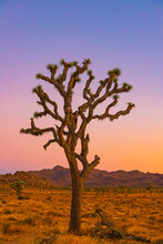 Joshua Tree In The Desert