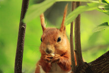 Red Squirrel Sitting On The Tree Close-up