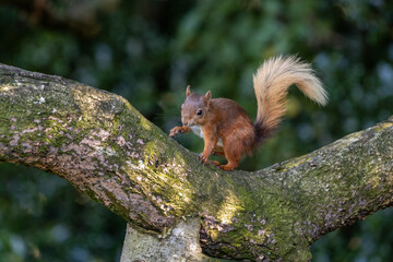 Wall Mural - Red Squirrel on a Branch of a Tree, Ireland