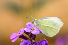 Beautiful Cabbage White Butterfly Gets The Nectar From A Purple Flower. Blurred Background, Selective Focus Point	